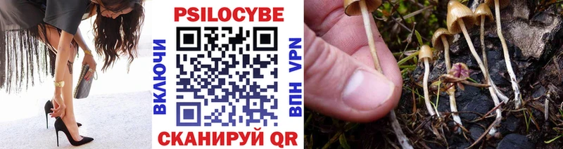 Купить где  Струнино  Псилоцибиновые грибы Cubensis 